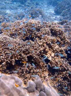 daytrip-racha-noi-racha-yai-coral-clear-vis