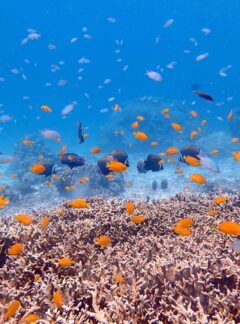 daytrip-racha-noi-racha-yai-coral-clear-water