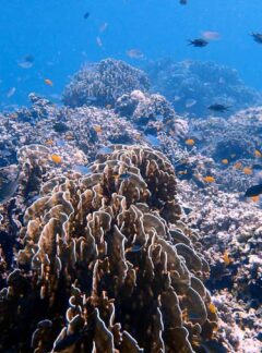 daytrip-racha-noi-racha-yai-corals-damsel-fish