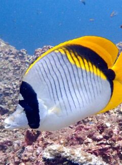 daytrip-racha-noi-racha-yai-lined-butterfly-fish