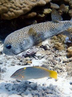 daytrip-racha-noi-racha-yai-puffer-fish