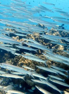 sunrise-divers-daytrip-racha-noi-racha-yai-schooling-fish-2