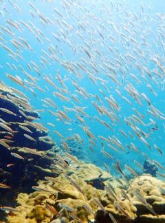 sunrise-divers-daytrip-racha-noi-racha-yai-schooling-fish