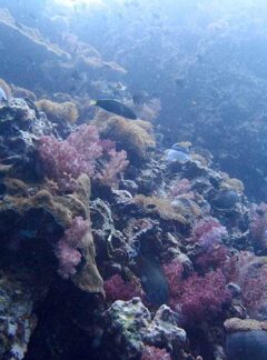 daytrip-AnemoneReef-corals