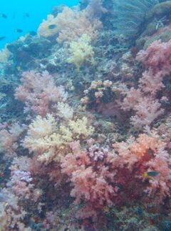 daytrip-AnemoneReef-corals-fish