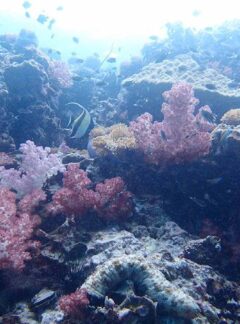 daytrip-AnemoneReef-moorish-idol-damsels-corals