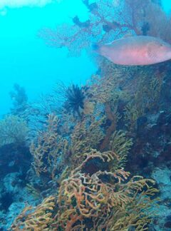 daytrip-KohDocMai-parrot-fish-sea-fans