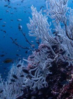 daytrip-PhiPhi-KohDocMai-sea-fans-schooling-fish-coral