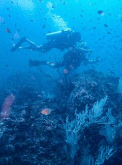 daytrip-SunsetDivers-DiveCourses-tuition