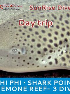 sunrise-divers-daytrip-PhiPhi-SharkPoint-AnemoneReef-feat-2