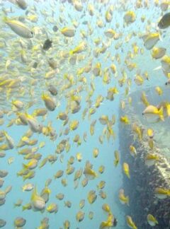 sunrise-divers-daytrip-king-cruiser-top-deck