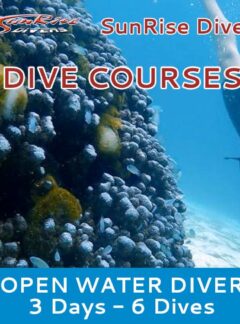 sunrise-divers-dive-courses-open-water-6-dives-feat