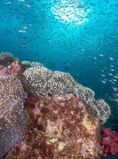 sunrise-divers-open-water-advanced-corals-schooling-fish