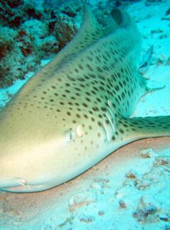 sunrise-divers-open-water-advanced-leopard-shark