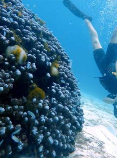 sunrise-divers-open-water-diver-coral