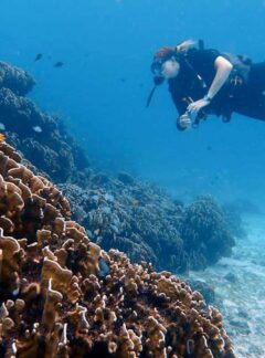 sunrise-divers-open-water-diver-coral2