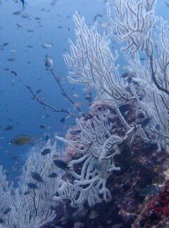 sunrise-divers-private-speedboat-PhiPhiIslands-corals