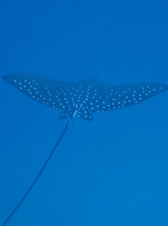 sunrise-divers-private-speedboat-PhiPhiIslands-eagle-ray