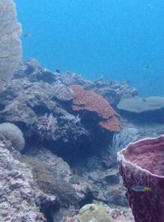 sunrise-divers-private-speedboat-PhiPhiIslands-hard-corals