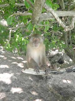 sunrise-divers-private-speedboat-PhiPhiIslands-monkey