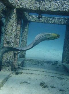 Giant Moray at Racha Yai