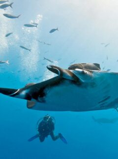 sunrise-divers-private-speedboat-RachaNoi-manta-ray-divers