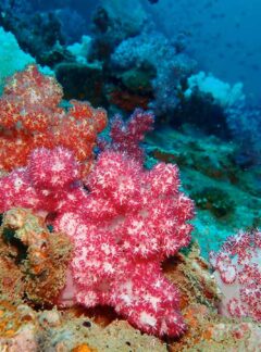 sunrise-divers-private-speedboat-SharkPoint-SoftCorals